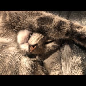 Meet your Posher, Faleece